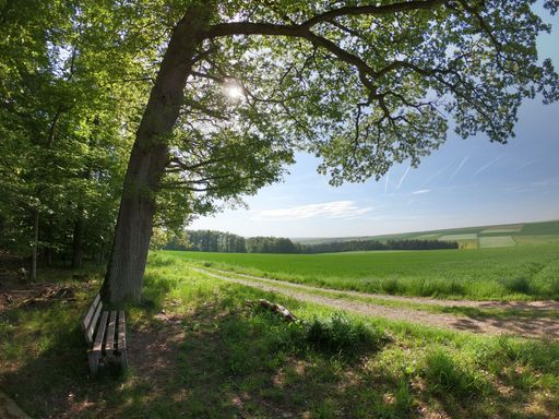 A beautiful meadow in the background of an isolated bench and tree near it