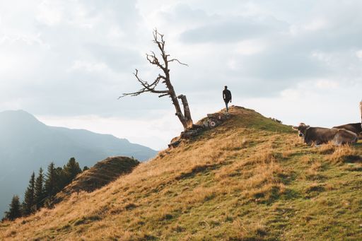 A man standing next to a leafless tree and cows resting on a hill