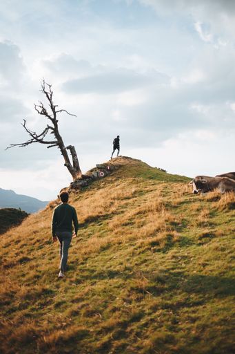 A grassy hill with a lonely dry tree, a cow laying on the corner and two males, one on the top of it and the other one climbing up