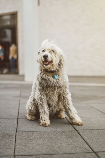 A beautiful shot of a labradoodle