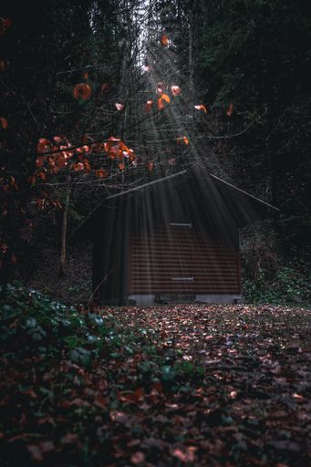 A scenic view of sun rays shining over a small house in an autumnal forest