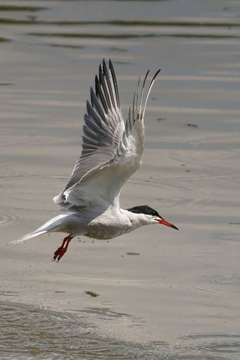 A vertical shot of common tern (sterna hirundo) flying over the river