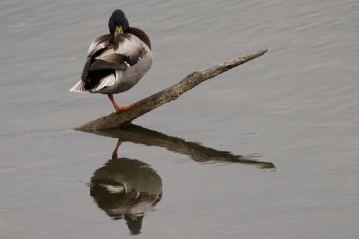 A closeup of a Mallard Duck on a branch on the lake