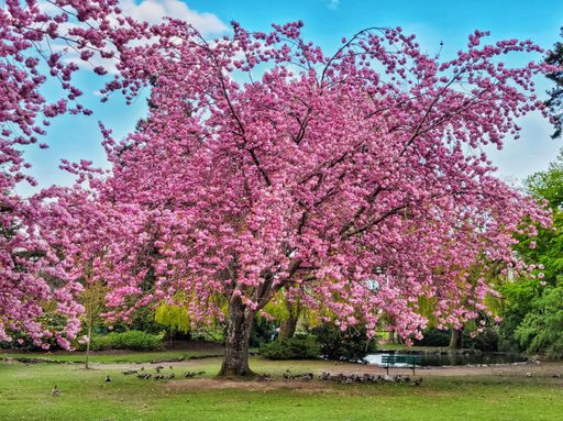 A pink flowering tree in the park near the lake with birds in the shade
