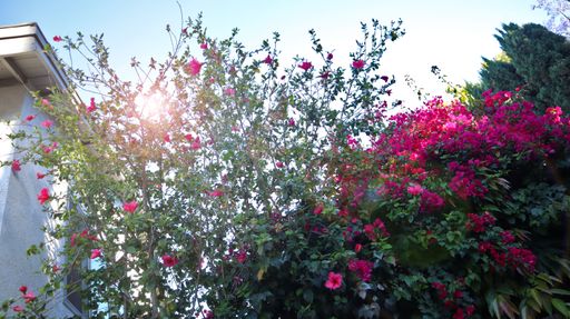 A low angle shot of pink Bougainvillea glabra flowers with green leaves in the backyard of a building