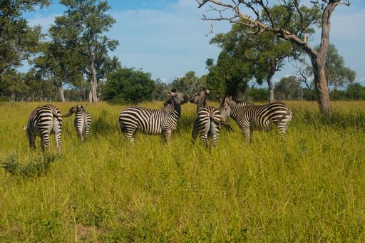 A herd of zebras grazing in a tropical land at daytime