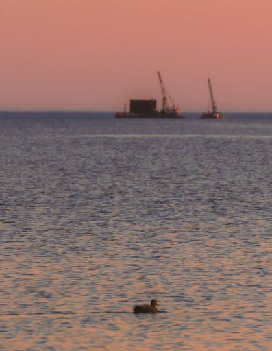 A vertical shot of a ship in the distance and a small duck floating in the foreground during sunset