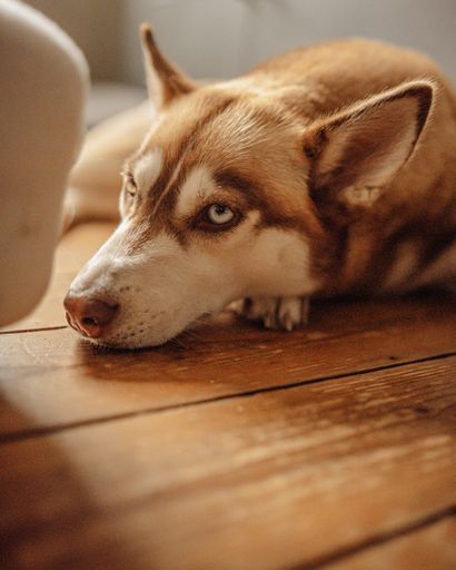 A vertical closeup shot of a male husky dog lying on the floor