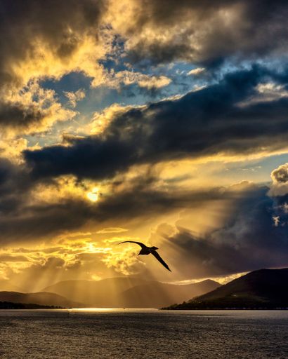 The beautiful sunset view with flying gull silhouette over the lake water, vertical