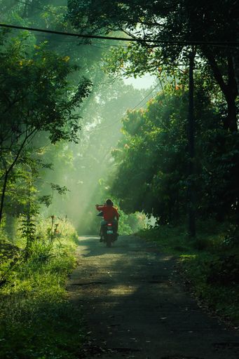 A vertical shot of the motorcycle on the road surrounded by green vegetation.