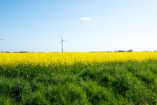 A beautiful shot of a rapeseed field with a wind turbine in the background on a cloudless day
