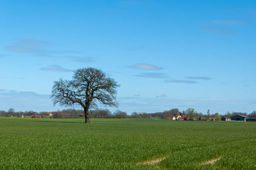 A beautiful view of a tree in a field near a small town in northern Germany
