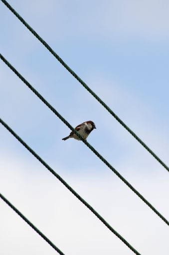 A male sparrow sits on telephone wires with a blue sky behind.