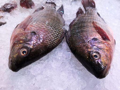 Closeup Image Of Tilapia Fish On Ice