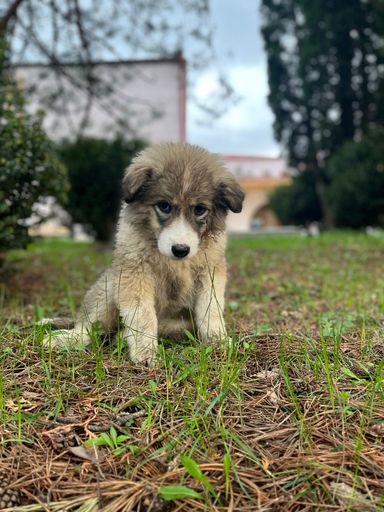 A vertical shot of a sad puppy on a grass