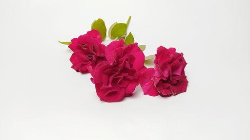 A closeup shot of red carnation flowers isolated on white