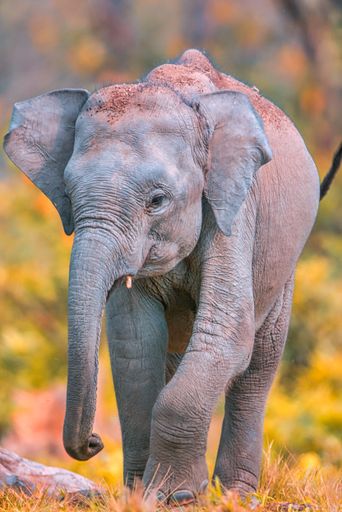 the Front view of an African elephant standing on dry grass, vertical shot