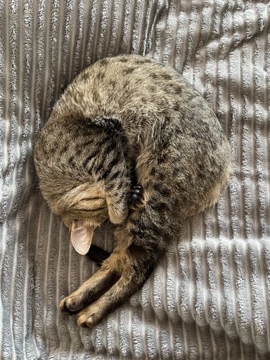 A closeup of cat lying on bed and sleeping