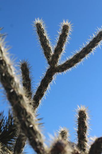 A vertical shot of Buckhorn cholla (Cylindropuntia acanthocarpa) in a desert