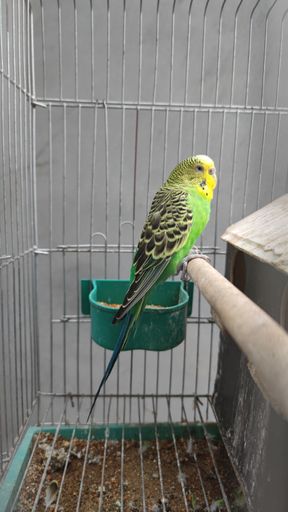 A closeup shot of a beautiful green and yellow parakeet bird perching on a wooden pole in the cage during daytime