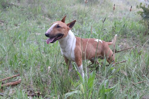 A closeup shot of a Bull Terrier dog in the grass