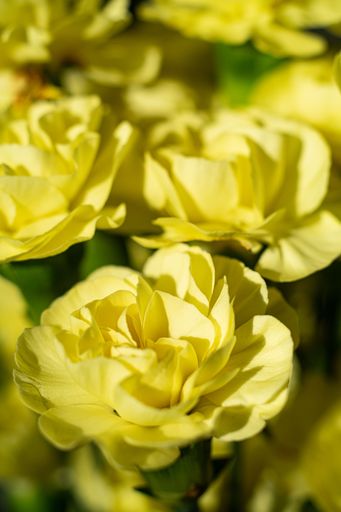 A vertical closeup shot of yellow roses