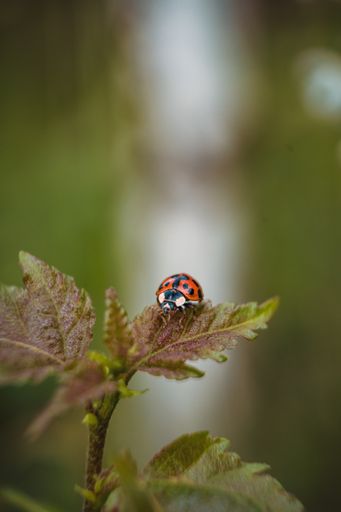 A vertical shot of a ladybug on a plant in a field under the sunlight with a blurry background