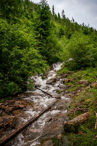 A vertical shot of a small river surrounded by rocks and greenery in a forest at daytime