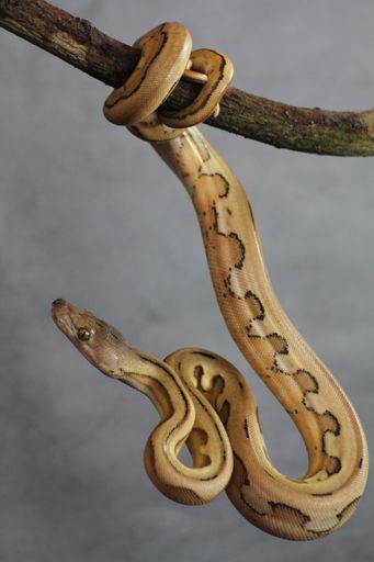 A closeup shot of a snake rolling its tail on a small branch on isolated gray smoky background