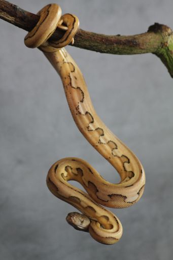 A vertical shot of a yellow boa constrictor hanging off a tree branch