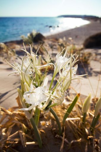 A vertical shot of sea daffodils on the shore of Elafonissi beach in Greece