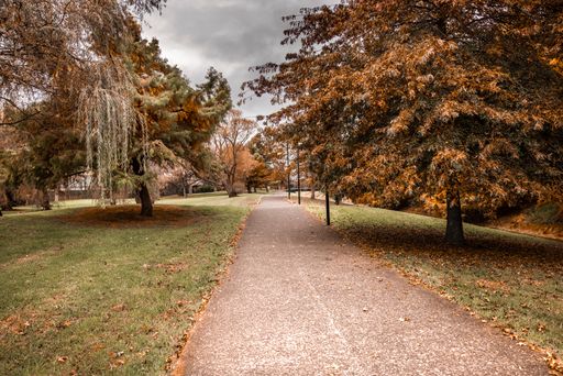 A walking trail through a park with brown trees in Auckland