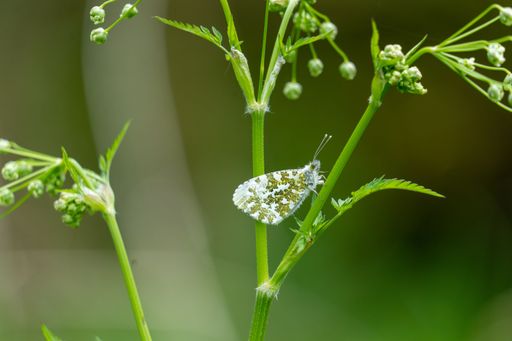 A shallow focus shot of an Orange tip butterfly on green plants with blurred green background