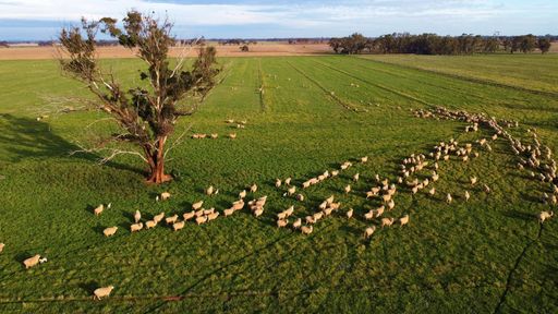 A beautiful aerial view of a group of sheep walking in lines in a farm in Victoria, Australia