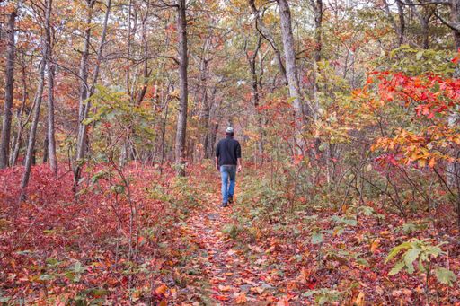 A back view of a male walking in the forest among majestic landscape with autumn trees