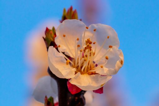 A closeup shot of a soft white flower blooming on blurred background
