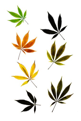 A vertical pattern of colored marijuana leaves isolated on white background