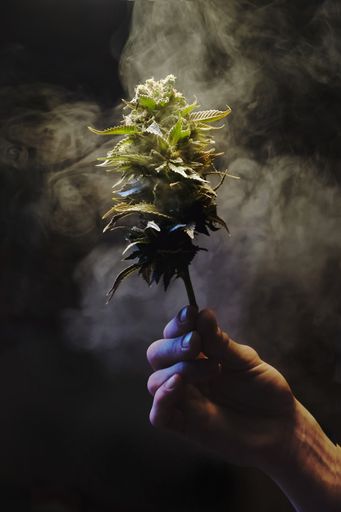 An isolated vertical shallow focus closeup shot of a hand holding a cannabis plant under smoke
