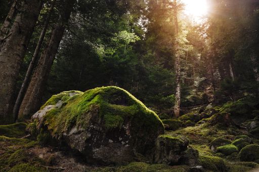 A scenic view of a green forest with tall trees and mossy stones - perfect for wallpaper