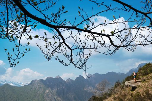 An eye-level shot of a hiker on a cliff under the blue sky looking at a map with tree branches on the foreground