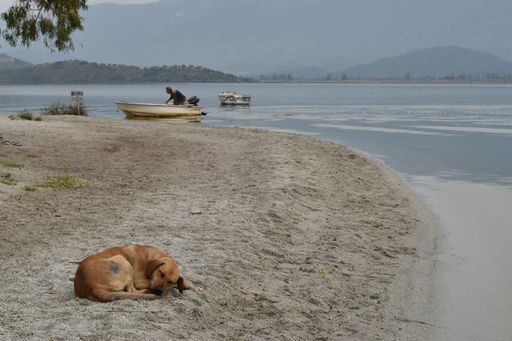A dog sleeping on the shore of Bafa Lake in Western Turkey