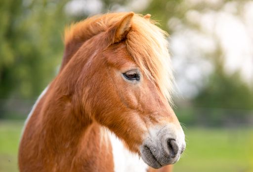 A selective focus shot of brown horse at the farm