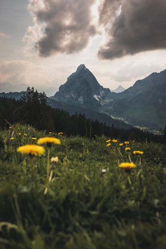 A vertical shot of yellow dandelions growing in the field in the background of scenic mountains