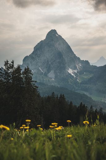 A vertical shot of yellow dandelions growing in the field in the background of scenic mountains