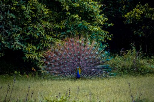 The Peafowl with beautiful elegant opened tail in the field