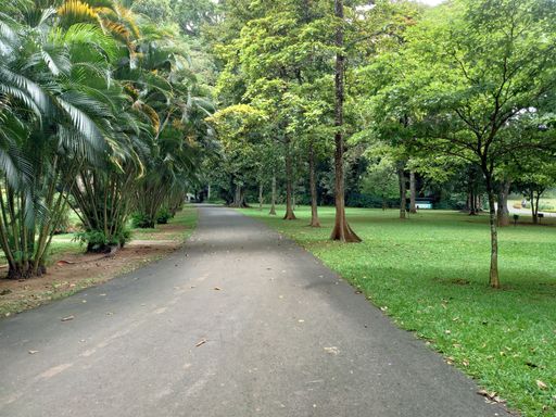 A pathway surrounded by lush green nature in Peradeniya Royal Botanical Garden in Kandy, Sri Lanka