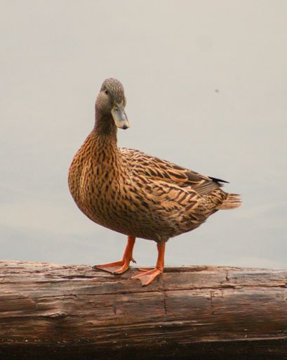 A closeup shot of a female mallard duck standing on a log against a gray cloudy sky during daytime