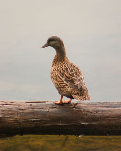 A closeup shot of a female mallard duck standing on a log that floating on the lake surface against a gray cloudy sky during daytime