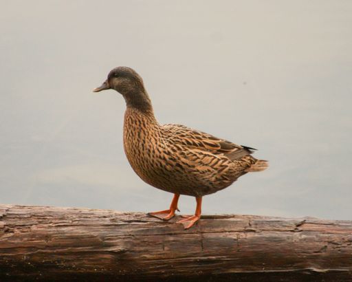 A closeup shot of a female mallard duck standing on a log against a gray cloudy sky during daytime