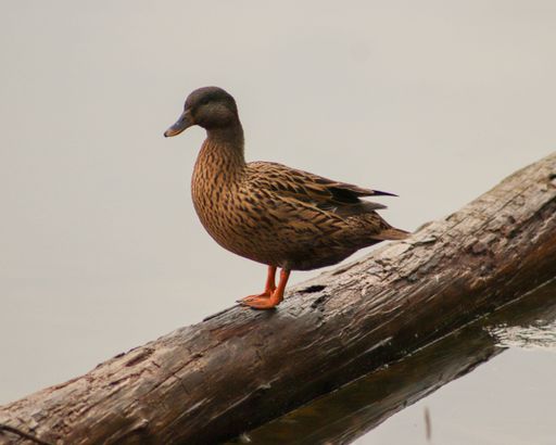 A closeup shot of a female mallard duck standing on a log that floating on the lake surface against a gray cloudy sky during daytime
